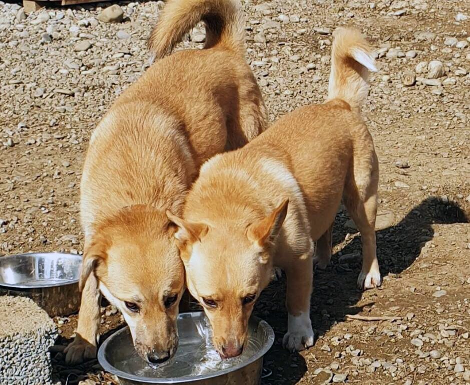 Dva psa piju vodu