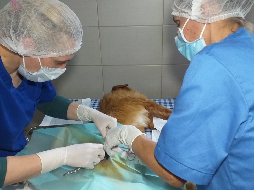 Hirurška intervencija psa Daca