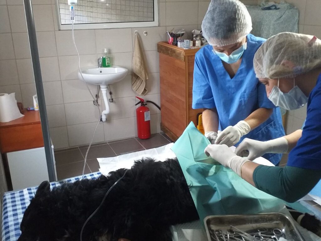 Hirurška intervencija psa Nera